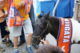 ポニーがスタジアム登場！選手が新潟競馬場に登場！　JRA新潟競馬場×アルビレックス新潟コラボレーションイベントのお知らせ