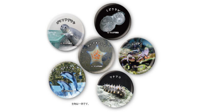 【8月23日（土）鹿島戦】新潟市水族館「マリンピア日本海」ビッグスワン出張所がオープン！
