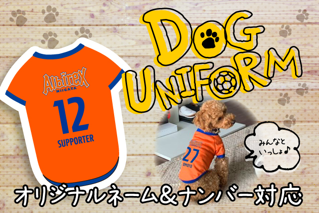 待望の初登場 みんなとおそろいで着たいワン ドッグユニフォーム を予約販売 アルビレックス新潟 公式サイト Albirex Niigata Official Website 待望の初登場 みんなとおそろいで着たいワン ドッグユニフォーム を予約販売 アルビレックス新潟 公式サイト Albirex Niigata Official Website